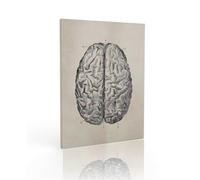 QUXVUIS Fibre Cerveau Structure Art Peinture Maison Éducative Salon Galerie École Enseignement Science Image Affiche avec Cadre