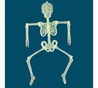 QUXVUIS Squelettes de crâne d'halloween effrayants et réalistes, pour décoration de maison, ABS, accessoires décoration d'halloween, Homme Squelette 32cm