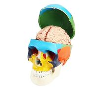 QWORK® 1:1 taille réelle Modèle de crâne anatomique en 3 parties et Modèle de cerveau en 8 parties avec chiffres