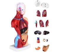 QWORK® 15 Pièces Modèle d'Anatomie Humaine - Crâne Cerveau Torse et Organes Internes - pour Étudiants en Médecine Médecins et Enseignants - 28 cm