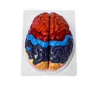 QWORK 2 Parties Modèle Anatomique de Cerveau pour l'enseignement