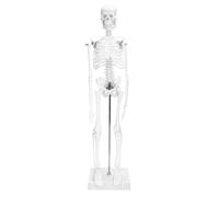 QWORK® Mini modèle de squelette humain, 45 cm, squelette anatomique, flexible, pour outil d'affichage d'enseignement médical