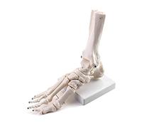 QWORK® Modèle Anatomique de Squelette de Pied Taille Réelle, Pied Droit Articulé en PVC avec Base, Support Pédagogique pour Anatomie, Biologie et Art