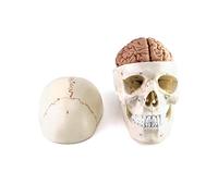 QWORK Modèle anatomique en forme de crâne et cerveau humain, 11 pièces, taille de vie, numéroté, précis, anatomiquement pour l'enseignement médical de la science, de l'apprentissage