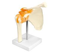 QWORK® Modèle Anatomique Épaule-Articulation, Squelette Anatomique Humain, Grandeur Nature (Hauteur 22,5 cm)