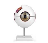 QWORK® Modèle d'anatomie de l'œil Humain agrandi 6X, modèle de Globe oculaire élargi avec Support Amovible pour l'enseignement des Sciences