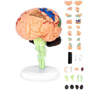 QWORK® Modèle d'anatomie du cerveau humain 31 pièces, représentation détaillée réaliste, assemblage facile, 9 cm de haut