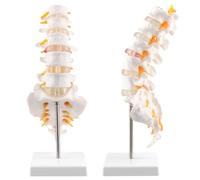 QWORK® Modèle de colonne vertébrale avec sacrum ouvert - 1:1 grandeur nature - Modèle d'anatomie