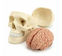 QWORK® Modèle de crâne humain en 3 parties et modèle de cerveau en 8 parties avec numérotation, modèle anatomique grandeur nature 1:1 pour étude de biologie et démonstration