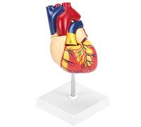 QWORK® Modèle de Cœur Humain pour Anatomie, 1:1 Taille Réelle Modèle de Cœur en 2 Parties avec 34 Marques Anatomiques pour Cours de Médecine