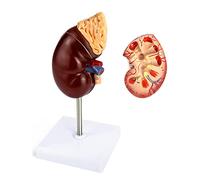QWORK Modèle rénal grandeur nature, divisé en 2 parties montrant la structure interne, une réplique normale de l'anatomie humaine du rein pour les médecins, outil éducatif de bureau