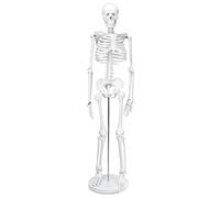 QWORK® squelette anatomique,85 cm, modèle de squelette humain, flexible, pour outil d'affichage d'enseignement médical