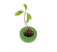 R&R SHOP Avocado Germinator - Pot Flottant pour la Germination de l'avocat, kit de Croissance des graines, Plastique de maïs 100% (Vert)