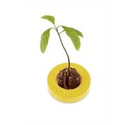 R&R SHOP Avocado Germinator - Pot Flottant pour la Germination de l'avocat, kit de Croissance des graines, Plastique de maïs 100% (Jaune)