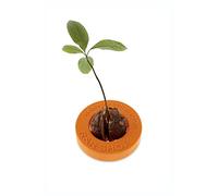 R&R SHOP Avocado Germinator - Pot Flottant pour la Germination de l'avocat, kit de Croissance des graines, Plastique de maïs 100% (Orange)
