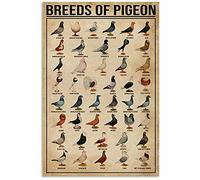 Races de pigeons Connaissances du bétail Panneaux métalliques Muscles Anatomie d'un bétail Affiches Décoration murale de ferme Décoration intérieure Décoration de cuisine Impression Plaque 8x12