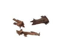 RACINE MALAISIE 15-25cm