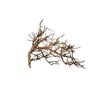 Racine Vigne Broussa, 10-30cm