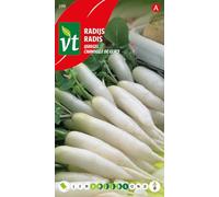 Radis Chandelle de glace Graines - Longue racine blanche, presque transparente