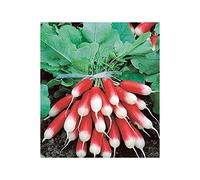 RADIS DE 18 JOURS 1/2 LONG DJ sachet de 8 grammes Environ