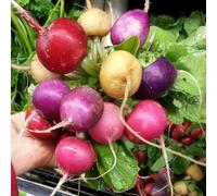 Radis (En Mélange) -4-5 variétés mélangées dans un paquet