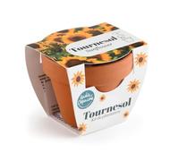 Radis et Capucine - Mini kit 6 cm - Tournesol