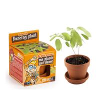 RADIS ET CAPUCINE-Pot avec coupelle et plante qui danse diamètre8 cm