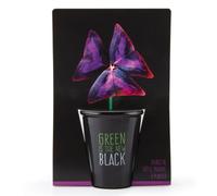 RADIS ET CAPUCINE-Pot Black Trèfle pourpre à semer 6.5x12 cm