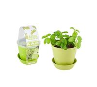 Radis et Capucine - Pot en cloche - Basilic bio