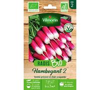 Sachet graines Radis Flamboyant 2 BIO -Raphanus sativus