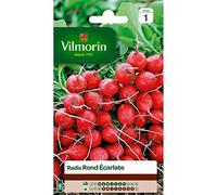 Radis Rond Ecarlate - Grand Modèle