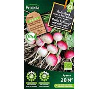 Radis Rond rose à bout blanc BIO- Protecta Graines paysanne