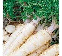 Radny 100pcs graines de légumes de persil enraciné de Hambourg