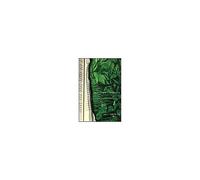 Rain Forest Literatures: Amazonian Texts And Latin American Culture
