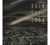 Rain Tree Crow