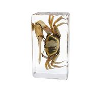 Rainbow_Road Véritable Animal Marin Crabe Spécimen Uca Arcuata Spécimen Presse-Papier Classe de Science Taxidermie Enseignement des Sciences