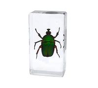 Rainbow_Road Véritable Insecte Scarabée Spécimen Résine Presse-papiers Cockchafer Fumier Coléoptères Spécimen pour l'enseignement des Sciences (Trigonophorus rothschildi)