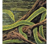 Rainforest Spiritual Enslavement - Green Graves [Vinyl Lp]
