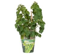 Raisin Riesling - Ø14cm - ↕30cm - Ø14 - ↨30cm