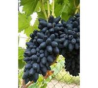 Raisins de table noir MAGIC,résistant, grano croquant, précoce vase 1 litre 40-50 cm