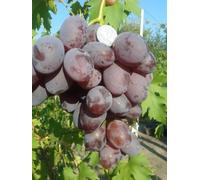 Raisins de table violet actila, résistant, grano croquant, précoce, pot 2 litres 20-30 cm quelques graines