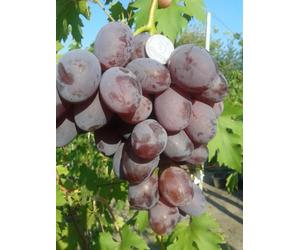 Raisins de table violet actila, résistant, grano croquant, précoce, pot 2 litres 20-30 cm quelques graines