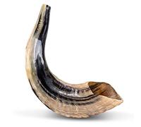 Ram SHOFAR Horn Casher Naturel 25,4 - 27,9 cm Fabriqué en Israël