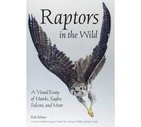 Raptors in the Wild A Visual Essay of Hawks, Eagles, Falcons, and more. - [Version Originale] Inconnu (Auteur)