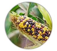 * Rare * arc-en-ciel maïs/maïs coloré/env. 20 graines/forme d'origine/selbstversorger