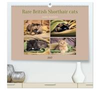 Rare British Shorthair cats (High Quality Premium Wall Calendar 2027 DIN A2 landscape),CALVENDO 12 Month Wall Calendar: Exclusive BKH cats in rare colors with special eyes