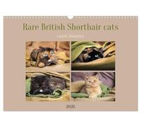 Rare British Shorthair cats (Wall Calendar 2026 DIN A3 landscape), CALVENDO 12 Month Wall Calendar: Exclusive BKH cats in rare colors with special eyes