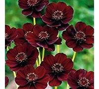 Rare Chocolate Cosmos semi di fiore-Blooms per tutta l'estate e ha profumo ricco come il cioccolato, fiore giardino domestico di DIY 20 Semi/pacchetto