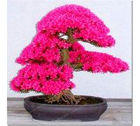 . Rare Sakura Bonsai Fiore Cherry Blossoms Cherry Flower Bonsai plants for the House Garden Bonsai 10 pieces: 3: Only Seeds