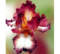 Rare Semi Iris 24 colori semi di Fiore Heirloom Iris tectorum perenne fiore semi di piante Per Casa Giardino 20 Pz 2